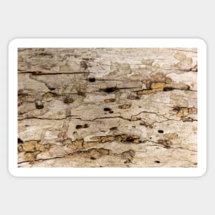 Termite Wooden Surface Sticker